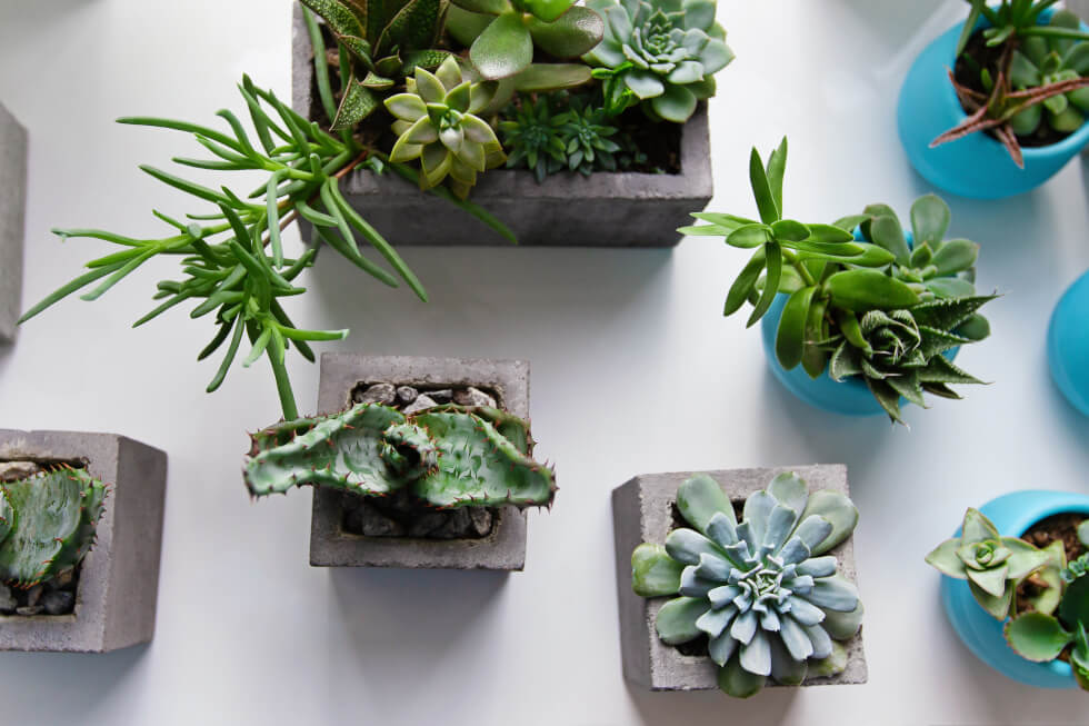 複数の観葉植物